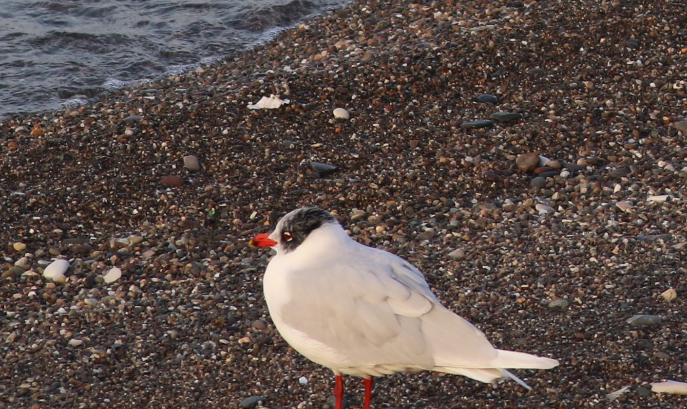 Mediterranean Gull